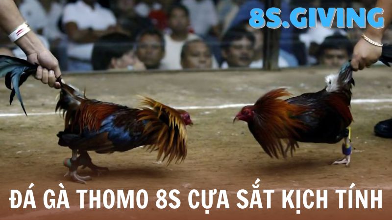 Đá gà Thomo 8S cựa sắt