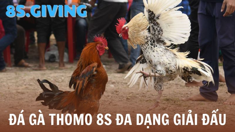 Các giải đấu Đá gà Thomo 8S