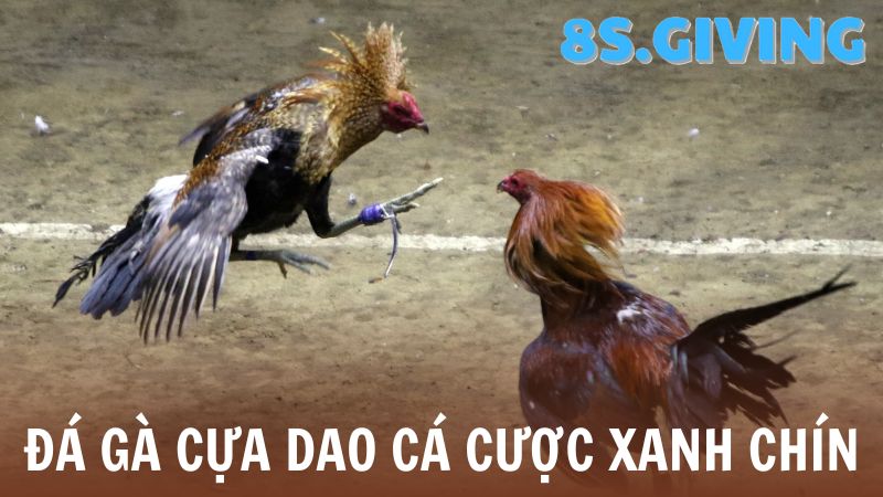 Đá gà Thomo 8S cựa dao