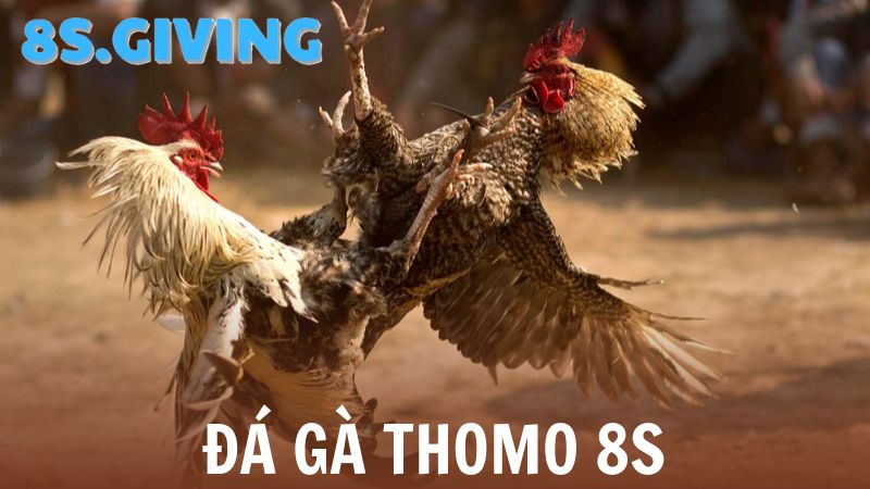 Đá gà Thomo 8S